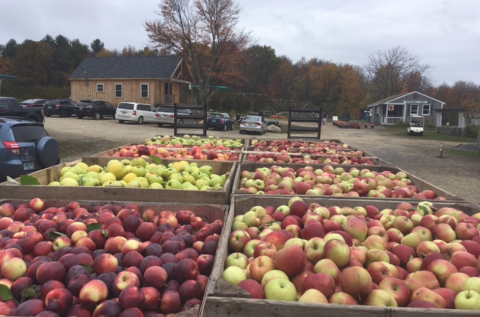 Butternut Farm Apple Picking Field Trip Fri. 9/16 at 1030AM https